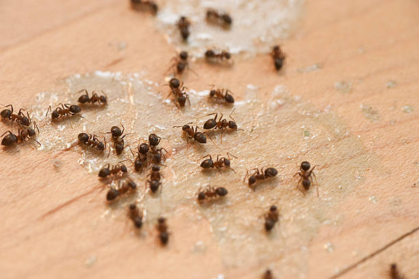 Best Termite Control Services  in Houserville, PA